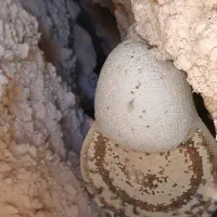 عسل طبیعی|خوردنی و آشامیدنی|زرین آباد, |دیوار