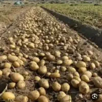 جمع کردن سیب زمینی