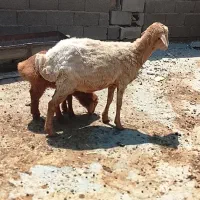 میش جوان بره دار