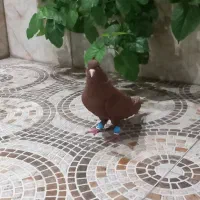 کبوتر سرخ دم سفید
