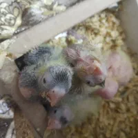 طوطی جوجه عروس هلندی|پرنده|کرج, چهارصد دستگاه|دیوار