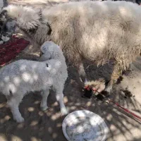 گوسفند فروشی