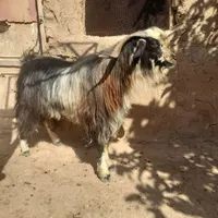 فروش یک عدد دوبر|حیوانات مزرعه|شیراز, احمدآباد|دیوار