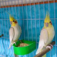 سه جفت عروس هلندی