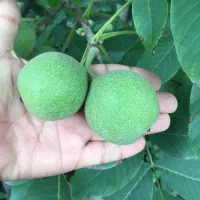گردوخوشه ای پیوندی