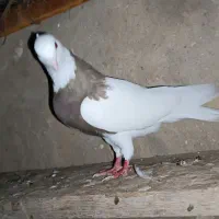 طوقی|پرنده|مهر, |دیوار