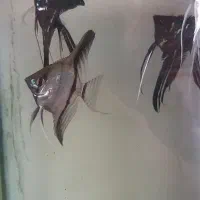 فروش چند جفت انجل