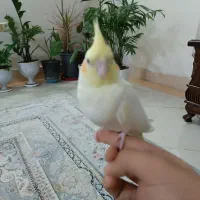 عروس‌هلندی