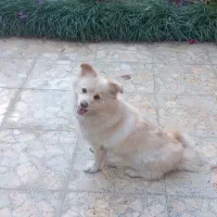 پامر اشپیتز ماده|سگ|قائم‌شهر, |دیوار