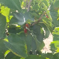 باغ ۱۲۰۰متری قابل معاوضه باشرایط|فروش زمین و ملک کلنگی|خوسف, |دیوار