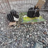 خرگوش|موش و خرگوش|رودان, |دیوار