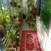 گل و گیاه|گل و گیاه طبیعی|سیرجان, |دیوار