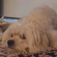 سگ گمشده|حیوانات|لاهیجان, پردسر|دیوار