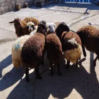 ۸راس بره افشاری ۷تا ماده ۱نر جفتی ۶۰تا ۷۰کیلو