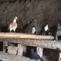 کبوتر|پرنده|قهستان, |دیوار
