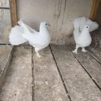 کبوتر دم چتری و پاپر