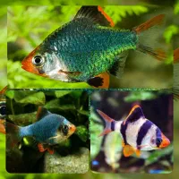 ماهی زینتی آکواریوم|ماهی|اهواز, کوی سعدی|دیوار