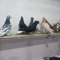 کبوتر پرشی هم جفتی|پرنده|اسفرورین, |دیوار