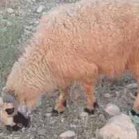 بره عدد 11 هستم