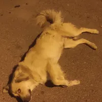 این بچه مشخصه صاحب داشته