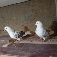 کبوتر هوایی