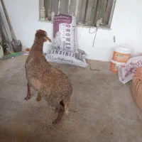 گوسفند بره نر
