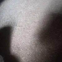 بذر گندم آبی|عمدهفروشی|سیلاخور, |دیوار