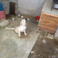 سگ شکاری|سگ|صومعه‌سرا, |دیوار