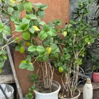 فروش تعدادی گل و گلدان