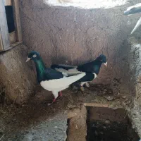 کبوتررنگی فروشی|پرنده|دشتابی, |دیوار