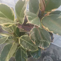 فیکوس 3شاخه یک مترو نیم تقریبا ابلق و شرابی2300