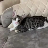 گمشده گربه نر ۷ ماهه در مرند|گربه|مرند, |دیوار