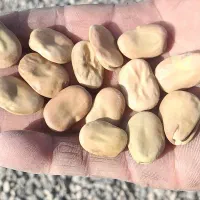 بذر باقلا فیض امساله|عمده‌فروشی|سرخنکلاته, |دیوار