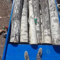 خرید انواع درخت خشک تر|خدمات باغبانی و درختکاری|چالدران, |دیوار