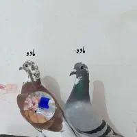 کبوتر پلاکی عراق