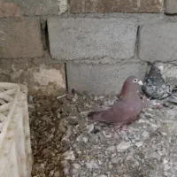 کفترسرور سرخ کرمونی