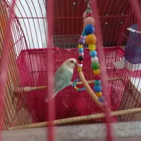 طوطی برزیلی|پرنده|ارومیه, |دیوار