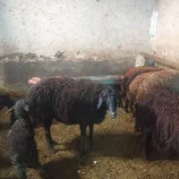 میش قره قزل|حیوانات مزرعه|زنجانرود, |دیوار