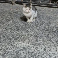 واگذاری رایگان تعدادی گربه|گربه|خمینیشهر, |دیوار