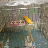 قناری نر سرخ تبریزی درقرچک|پرنده|قرچک, مهدیه|دیوار