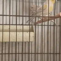 قناری اوپال