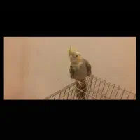 فروش یا معاوضه عروس هلندی ماده مست|پرنده|ملایر, |دیوار