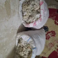 پنبه کورکی|رختخواب، بالش، پتو|تایباد, |دیوار