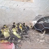 اردک خارجی با جوجه هاش