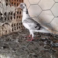 کبوتر پلنگی|پرنده|گنبد کاووس, |دیوار