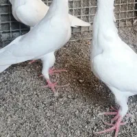 کبوتربغدادی|پرنده|مشهد, انقلاب|دیوار