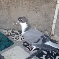 دمگیر گم شده