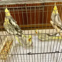 عروس هلندی نر و ماده بالغ زیبا