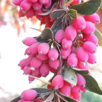 نهال زرشک پفکی هیبریدی گلدانی