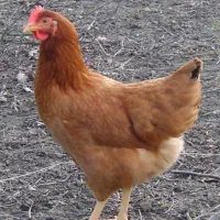 مرغ محلی تخمگذار
